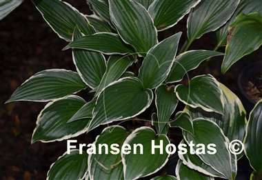 Hosta Miss Lya